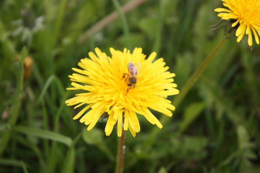 Voikukka - Löwenzahn - Dandelion