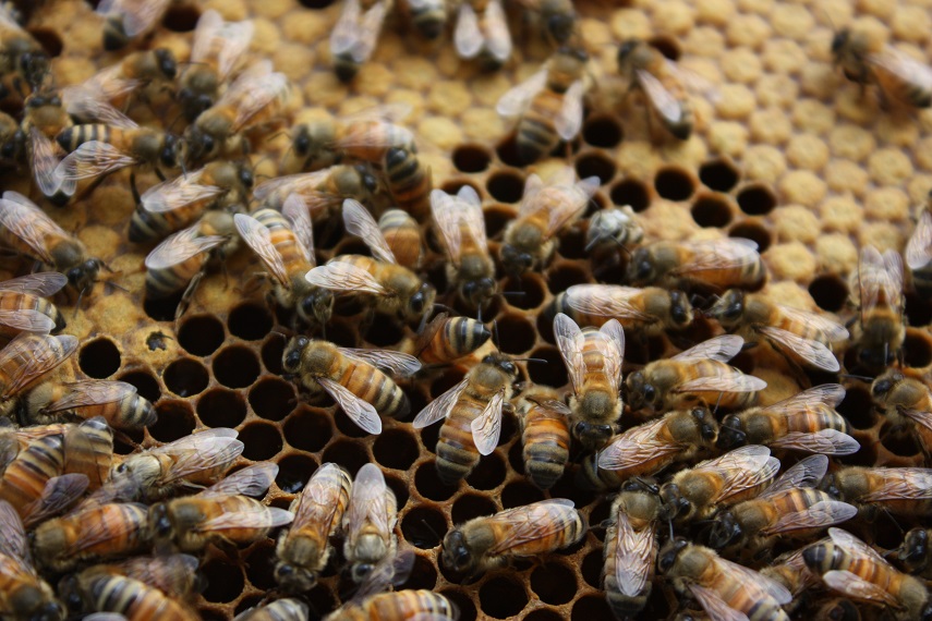 Mehiläisiä - Bienen - Bees